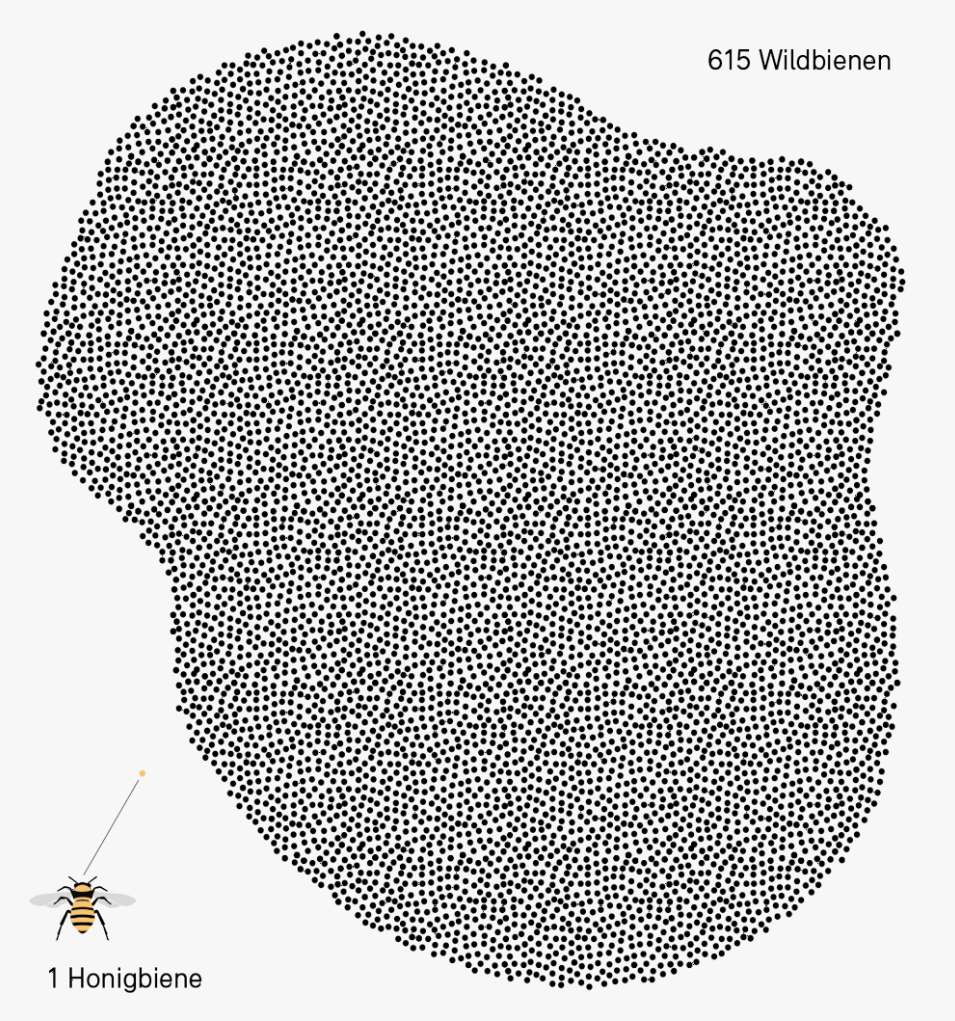 Vergleich der Artenvielfalt Honigbienen-Wildbienen in der Schweiz - BAFU 19.05.2022